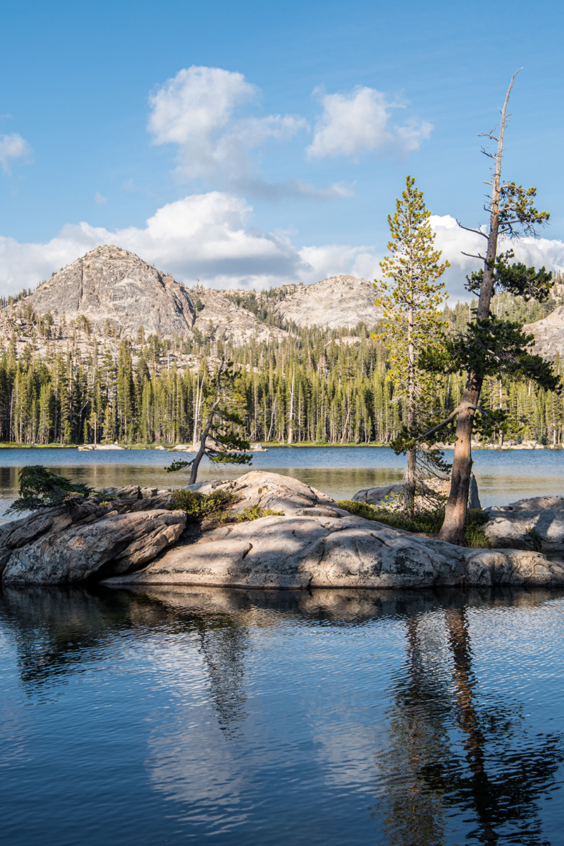 Small island with lodgepole pines reflected in water with blue sky and puffy white clouds in afternoon light.